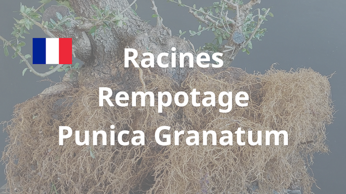 Book - Rempotage - Punica Granatum